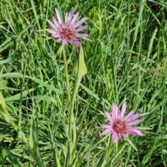 Tragopogon porrifolius subsp. porrifolius (Salsify, Oyster Plant) at Isaacs Ridge and Nearby - 20 Oct 2023 by Mike