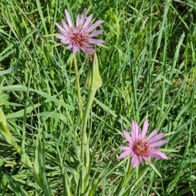 Tragopogon porrifolius subsp. porrifolius (Salsify, Oyster Plant) at Jerrabomberra, ACT - 21 Oct 2023 by Mike