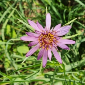 Tragopogon porrifolius subsp. porrifolius at Jerrabomberra, ACT - 21 Oct 2023 09:45 AM