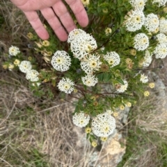 Pimelea treyvaudii (Grey Riceflower) at Paddys River, ACT - 15 Oct 2023 by dwise