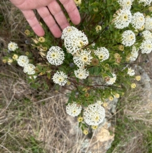 Pimelea treyvaudii at Paddys River, ACT - 15 Oct 2023 10:17 AM