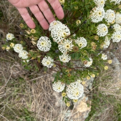 Pimelea treyvaudii (Grey Riceflower) at Paddys River, ACT - 15 Oct 2023 by dwise