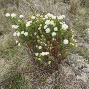 Pimelea treyvaudii at Paddys River, ACT - 15 Oct 2023 10:17 AM