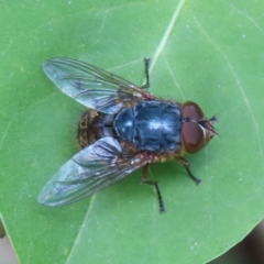 Calliphora stygia (Brown blowfly or Brown bomber) at QPRC LGA - 20 Oct 2023 by MatthewFrawley