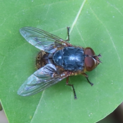 Calliphora stygia (Brown blowfly or Brown bomber) at QPRC LGA - 20 Oct 2023 by MatthewFrawley