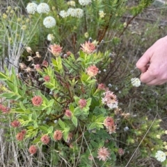 Pimelea treyvaudii (Grey Riceflower) at Paddys River, ACT - 14 Oct 2023 by dwise