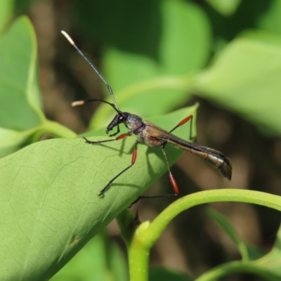 Enchoptera apicalis (Longhorn beetle) at QPRC LGA - 20 Oct 2023 by MatthewFrawley