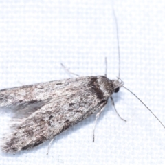 Endrosis sarcitrella at QPRC LGA - 20 Oct 2023 by DianneClarke