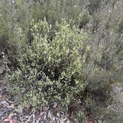 Brachyloma daphnoides (Daphne Heath) at Paddys River, ACT - 15 Oct 2023 by dwise