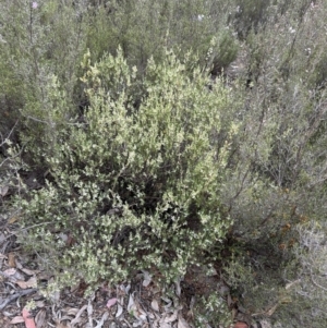 Brachyloma daphnoides at Paddys River, ACT - 15 Oct 2023
