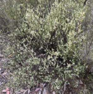 Brachyloma daphnoides at Paddys River, ACT - 15 Oct 2023