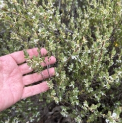 Brachyloma daphnoides at Paddys River, ACT - 15 Oct 2023