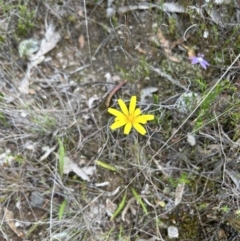 Microseris walteri (Yam Daisy, Murnong) at Paddys River, ACT - 15 Oct 2023 by dwise