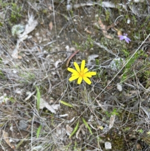 Microseris walteri at Paddys River, ACT - 15 Oct 2023