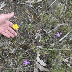 Microseris walteri at Paddys River, ACT - 15 Oct 2023