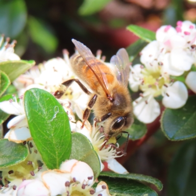 Apis mellifera (European honey bee) at QPRC LGA - 20 Oct 2023 by MatthewFrawley