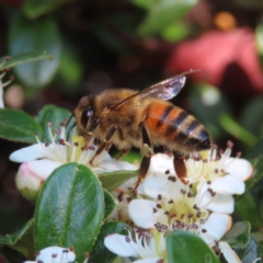 Apis mellifera at Braidwood, NSW - 20 Oct 2023