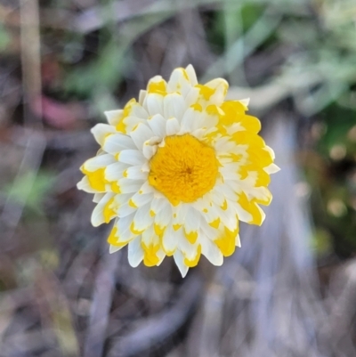 Leucochrysum albicans subsp. tricolor (Hoary Sunray) at Mcleods Creek Res (Gundaroo) - 20 Oct 2023 by trevorpreston
