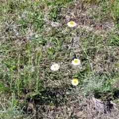 Leucochrysum albicans subsp. tricolor at Gundaroo, NSW - 21 Oct 2023 10:43 AM