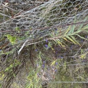 Stypandra glauca at Paddys River, ACT - 15 Oct 2023 11:03 AM