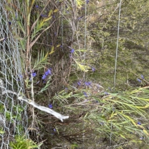 Stypandra glauca at Paddys River, ACT - 15 Oct 2023