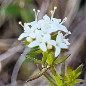 Asperula conferta at Gundaroo, NSW - 21 Oct 2023