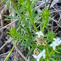 Asperula conferta at Gundaroo, NSW - 21 Oct 2023 10:41 AM