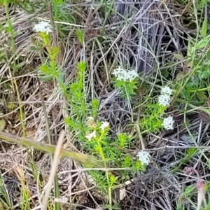 Asperula conferta at Gundaroo, NSW - 21 Oct 2023 10:41 AM