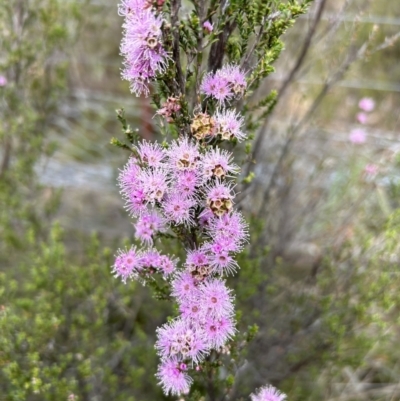 Kunzea parvifolia (Violet Kunzea) at Paddys River, ACT - 15 Oct 2023 by dwise