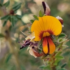 Pultenaea procumbens (Bush Pea) at Gundaroo, NSW - 21 Oct 2023 by trevorpreston