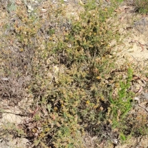 Pultenaea procumbens at Gundaroo, NSW - 21 Oct 2023