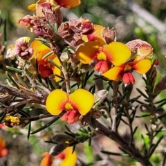 Dillwynia sericea (Egg And Bacon Peas) at Gundaroo, NSW - 20 Oct 2023 by trevorpreston