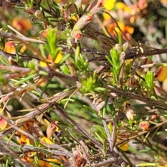 Dillwynia sericea at Gundaroo, NSW - 21 Oct 2023 10:39 AM