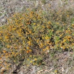 Dillwynia sericea at Gundaroo, NSW - 21 Oct 2023 10:39 AM