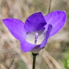 Wahlenbergia sp. (Bluebell) at Gundaroo, NSW - 21 Oct 2023 by trevorpreston