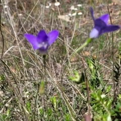 Wahlenbergia sp. at Gundaroo, NSW - 21 Oct 2023