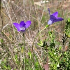 Wahlenbergia sp. at Gundaroo, NSW - 21 Oct 2023