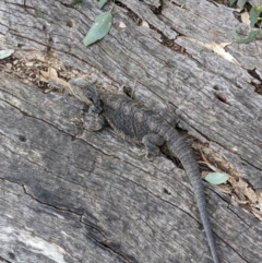 Pogona barbata (Eastern Bearded Dragon) at Thurgoona, NSW - 21 Oct 2023 by ChrisAllen