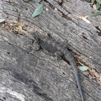 Pogona barbata (Eastern Bearded Dragon) at Thurgoona, NSW - 21 Oct 2023 by ChrisAllen