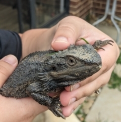 Pogona barbata at Albury - suppressed