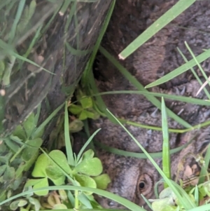 Pogona barbata at Albury - suppressed