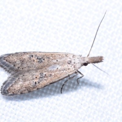 Carposinidae (family) (a Copromorhoidea moth) at Jerrabomberra, NSW - 20 Oct 2023 by DianneClarke