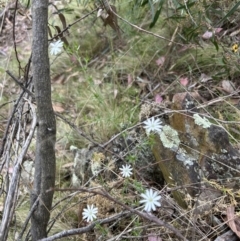 Stellaria pungens (Prickly Starwort) at Bullen Range - 15 Oct 2023 by dwise