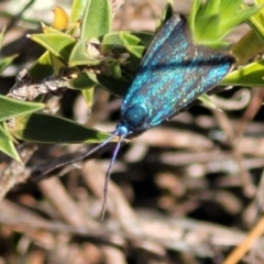 Pollanisus (genus) (A Forester Moth) at Gundaroo, NSW - 21 Oct 2023 by trevorpreston