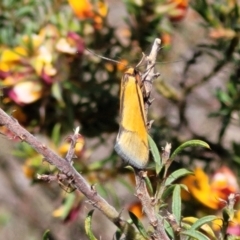 Philobota undescribed species near arabella (A concealer moth) at Gundaroo, NSW - 21 Oct 2023 by trevorpreston