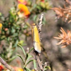 Philobota undescribed species near arabella at Gundaroo, NSW - 21 Oct 2023