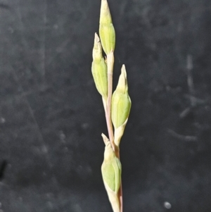 Thelymitra sp. at Belconnen, ACT - suppressed