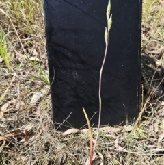 Thelymitra sp. at Belconnen, ACT - 21 Oct 2023