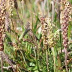 Plantago coronopus (Buck's-Horn Plantain) at Sutton, NSW - 21 Oct 2023 by trevorpreston