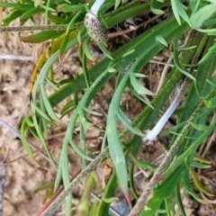 Plantago coronopus at Sutton, NSW - 21 Oct 2023